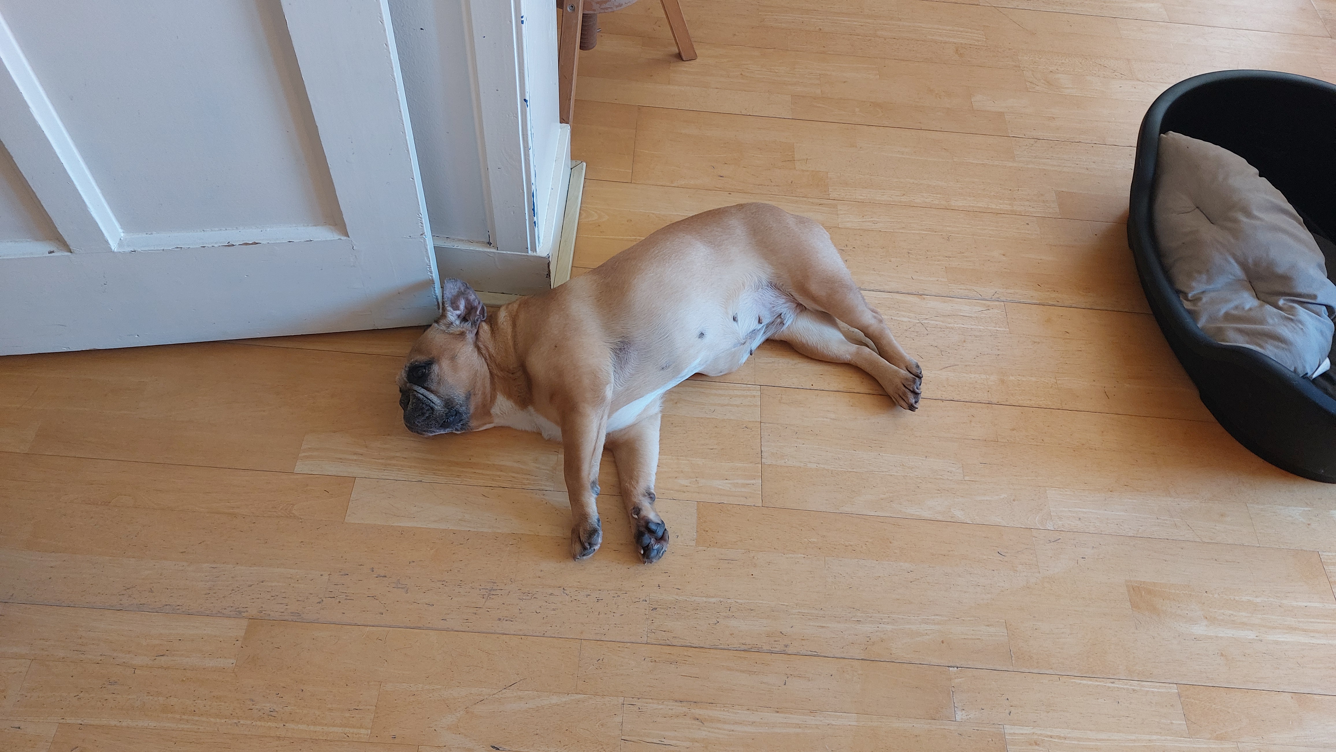 Foto van Stella, een Franse bulldog